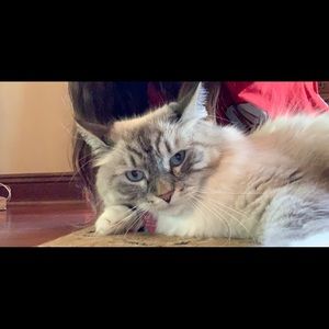 Meet your Posher, Szofia